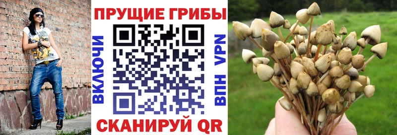 Купить где Карталы Псилоцибиновые грибы Magic Shrooms